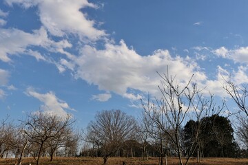 冬　落葉樹　青空　風景