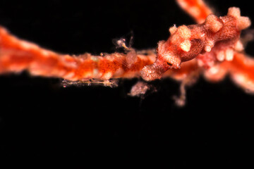 Obraz na płótnie Canvas Denise's pygmy seahorse (Hippocampus denise). Underwater macro photography from Romblon, Philippines