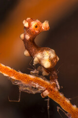 Denise's pygmy seahorse (Hippocampus denise). Underwater macro photography from Romblon, Philippines