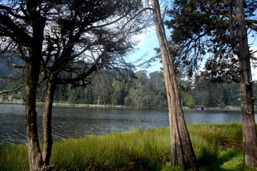 Lake and green trees