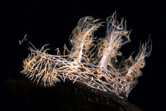 Ghost  Phantom Nudibranch, Melibe colemani. Romblon, Philippines