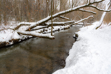 river in the forest