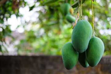 Fresh green mangoes on a mango tree, Agricultural industry concept.