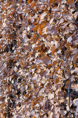 Autumn leaves in the park