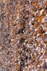 Autumn leaves in the park