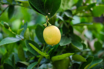 Lemon tree with one ripe lemon on the tree