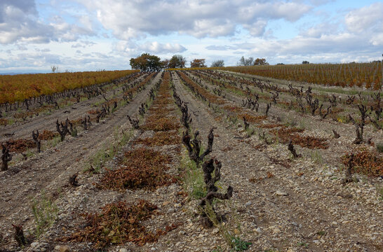 taille des vignes
