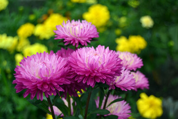 pink aster in the garden
