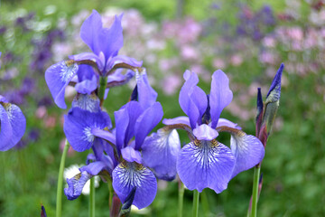 bouquet of siberian blue irises © Tatyana
