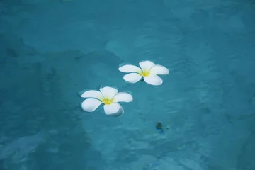 Foto op Plexiglas Flowers of plumeria in the water surface. Water fluctuations copy-space. Spa concept background © binimin