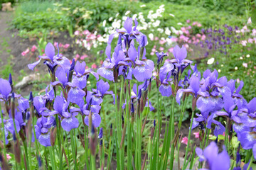 bouquet of siberian blue irises © Tatyana