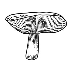 Illustration of mushroom in engraving style. Design element for poster, card, banner, sign. Vector illustration