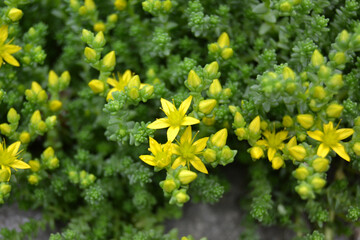 stonecrop, for creating background and texture
