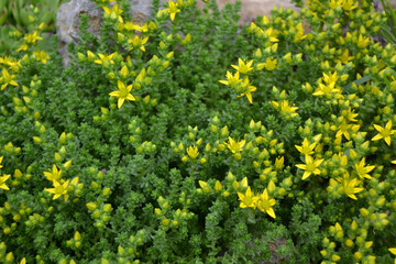 stonecrop, for creating background and texture
