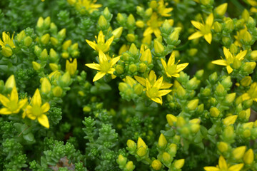 stonecrop, for creating background and texture
