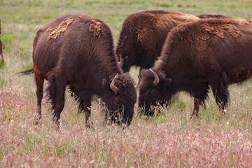 Bison -  Buffalo