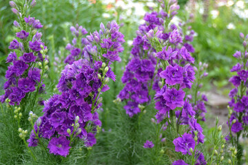 Naklejka premium lilac flowers in the garden 