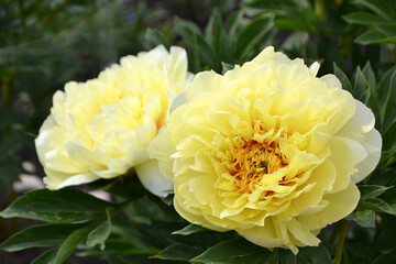 peony bartzella yellow