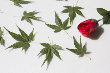 Fresh Green Maple and red rose isolated white background.