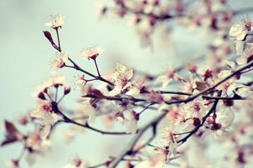 Cherry blossom in spring