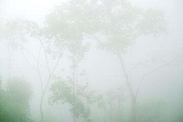 Plakat bosque humedo, Zona Reina, Quiché, República de Guatemala, América Central