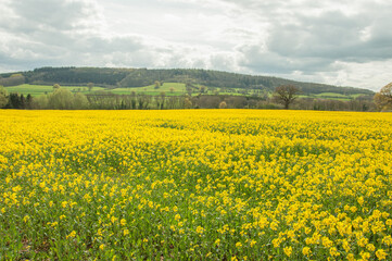 Canola crops in the English countryside.