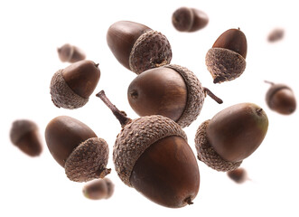 Ripe acorns levitate on a white background