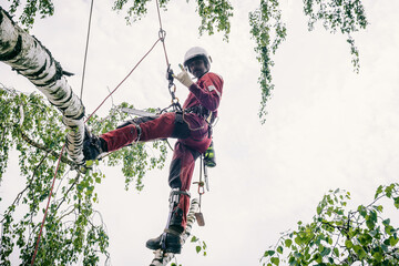 Arborist cuts branches on a tree with a chainsaw, walks on branches secured with safety ropes.
