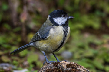 Kohlmeise (parus major)