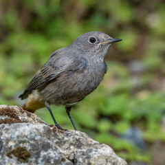 Hausrotschwanz (Phoenicurus ochruros) Weibchen badet