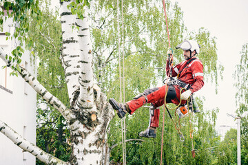 Arborist cuts branches on a tree with a chainsaw, secured with safety ropes.