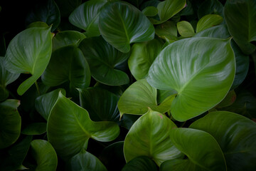 Natural vignette green leaves background