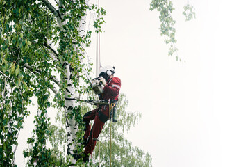Arborist cuts branches on a tree with a chainsaw, secured with safety ropes.