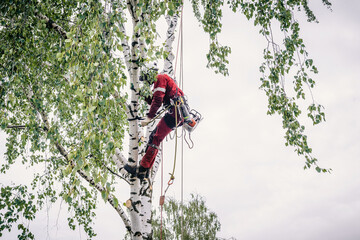 Arborist cuts branches on a tree with a chainsaw, secured with safety ropes.