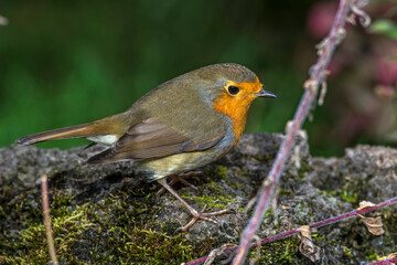 Rotkehlchen (Erithacus rubecula)