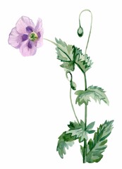 Watercolor violet poppy on white isolated background. Field flower hand painted.Single botanical illustration. Designs for postcards, social media, packaging, web, posters,weddings, invitations.