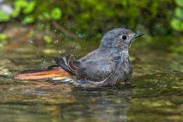 Hausrotschwanz (Phoenicurus ochruros) Weibchen badet
