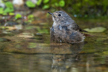 Hausrotschwanz (Phoenicurus ochruros) Weibchen badet