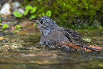 Hausrotschwanz (Phoenicurus ochruros) Weibchen badet