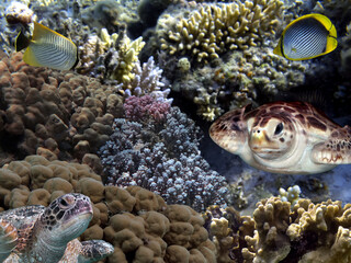 Underwater Panorama With Turtle, Coral Reef And Fishes
