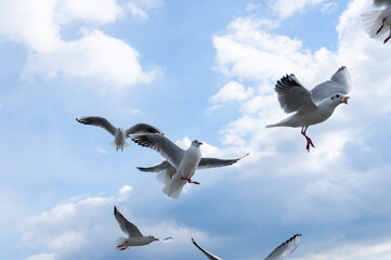 たくさんのカモメが飛び交う