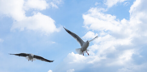 たくさんのカモメが飛び交う