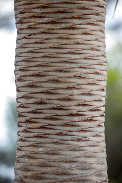 Wood texture with natural patterns of dracena draco tree