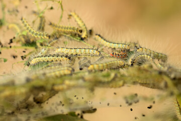  Hyphantria cunea larva crawling on green leaf