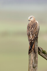 Red Kite perched on a fence post looking over shoulder with green background.  