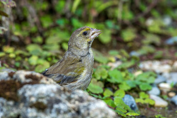 Grünfink (Carduelis chloris) an Wasserstelle