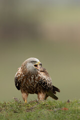 Red kite standing on grassy mound squawking with green background.
