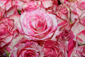 Background of bouquets of flowers. Roses. Design. Close up.