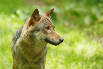 female gray wolf (Canis lupus) portrait close up