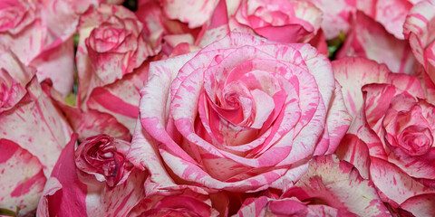 Background of bouquets of flowers. Roses. Design. Close up.